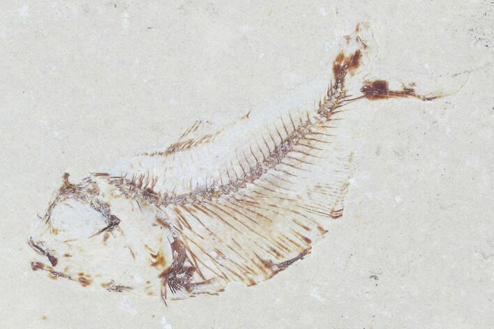 Bargain, Cretaceous Fossil Fish (Armigatus) - Lebanon #102564